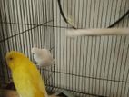Running Budgerigar