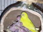 Running Budgerigar