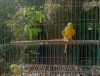 Running budgerigar