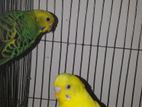 running budgerigar pair রানিং জোড়া বাজরিগার