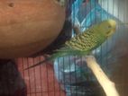 Running budgerigar pakhi