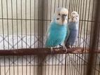 running budgie with baby