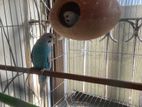 Budgerigar for sale