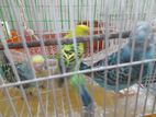 Running budgies pair with baby