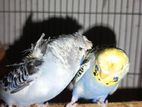 Running Bujirika & Japanize 🐦