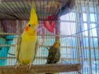 Running cinamon cockatiel