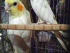 Cockatiel birds for sell