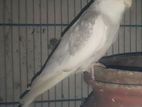 Running Cockatial Male will be sell