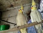 Running cockatiel bird