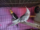 Running Cockatiel Bird for Sell