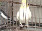 Running Cockatiel Bird With Cage for sale