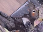 Running Cockatiel Birds