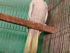 Running cockatiel female sell korbo