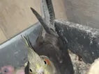 Running Cockatiel