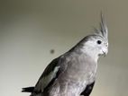 Running Cockatiel