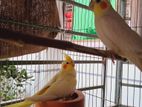 Running Cockatiel (Lutino pearl & Lutino)