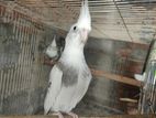 Running Cockatiel pair