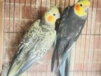 Running cockatiel pair sell