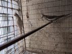 Running Cockatiel Pair to Be Sold