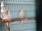 Running Cockatiel pair