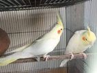 Running Cockatiel pairs