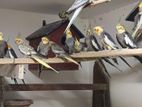 Running Cockatiel Pairs