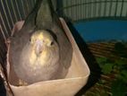 Running Cockatiel Female For Sale