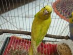 Running female Budgerigar