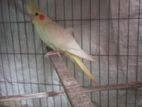 Running Female Cockatiel