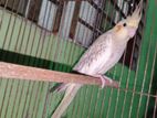 Running Female Cockatiel Sell Korbo