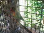 Running Female Lovebird