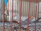Running finch