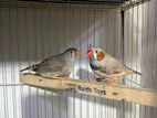 Running Finch Pair