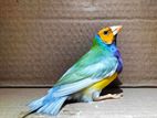 Running Gouldian Finch