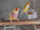 Running Gouldian finch pair for sale