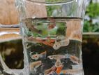 Running Guppy Fish