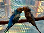 Running Japanese Budgerigar