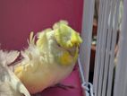 running jp budgerigar for sale