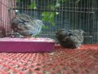 Running King Quail