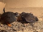 Running king quail / কিং কোয়েল