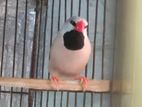 Running Longtail male bird for sell