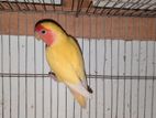 Running Love Bird Female