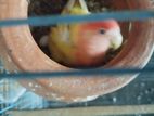 Running love Bird