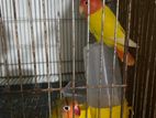 Running Love Bird