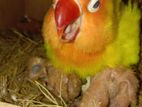 Running Love Bird
