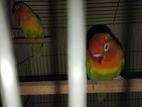 running love birds for sell