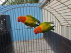 running lovebird