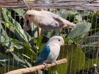 Running lovebird pair