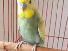 running male budgerigar