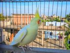 Running Male Eye lutino Cockatiel